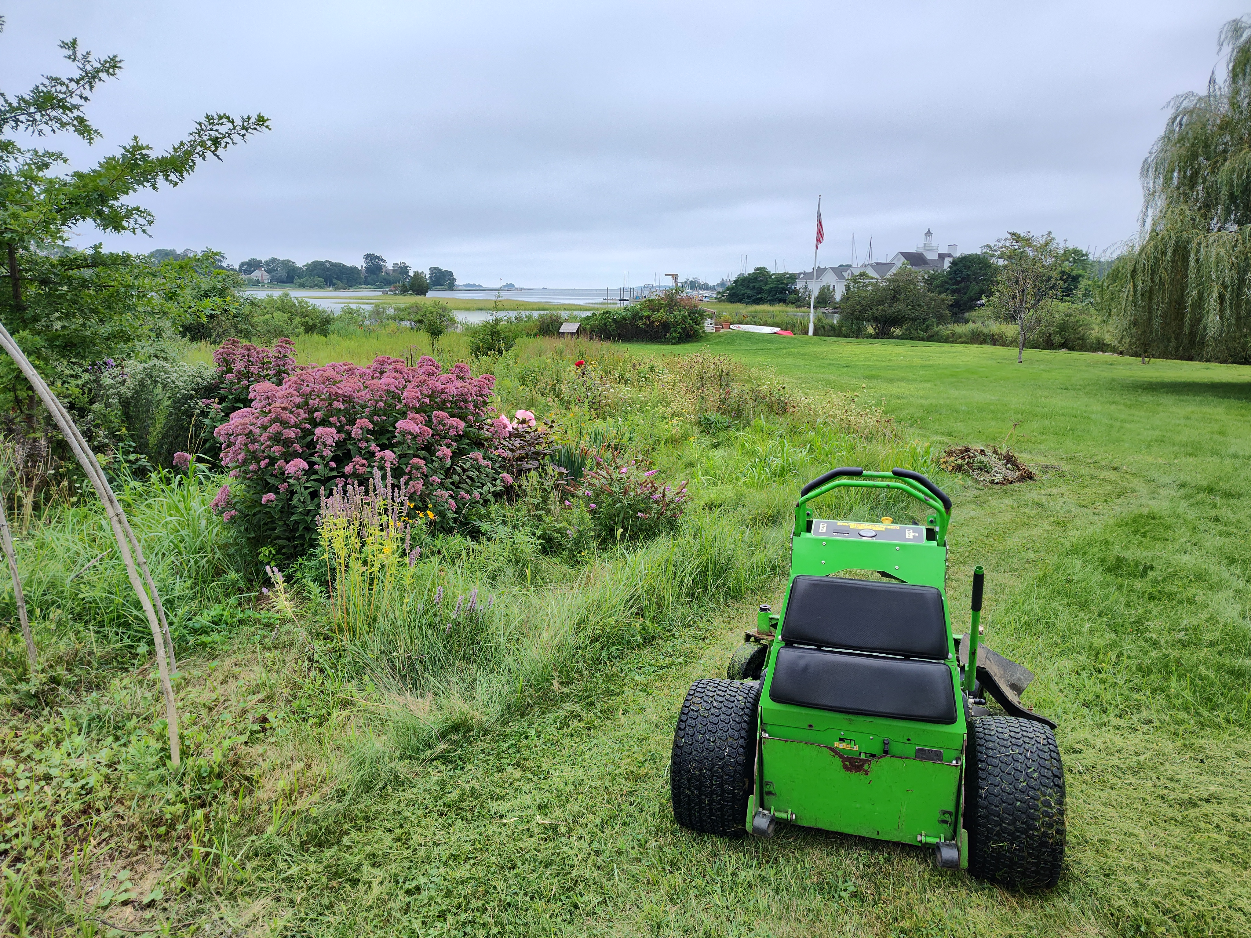 OWM electric mower beside a coastal native meadow with pink Joe Pye Weed in full bloom — Connecticut shoreline
