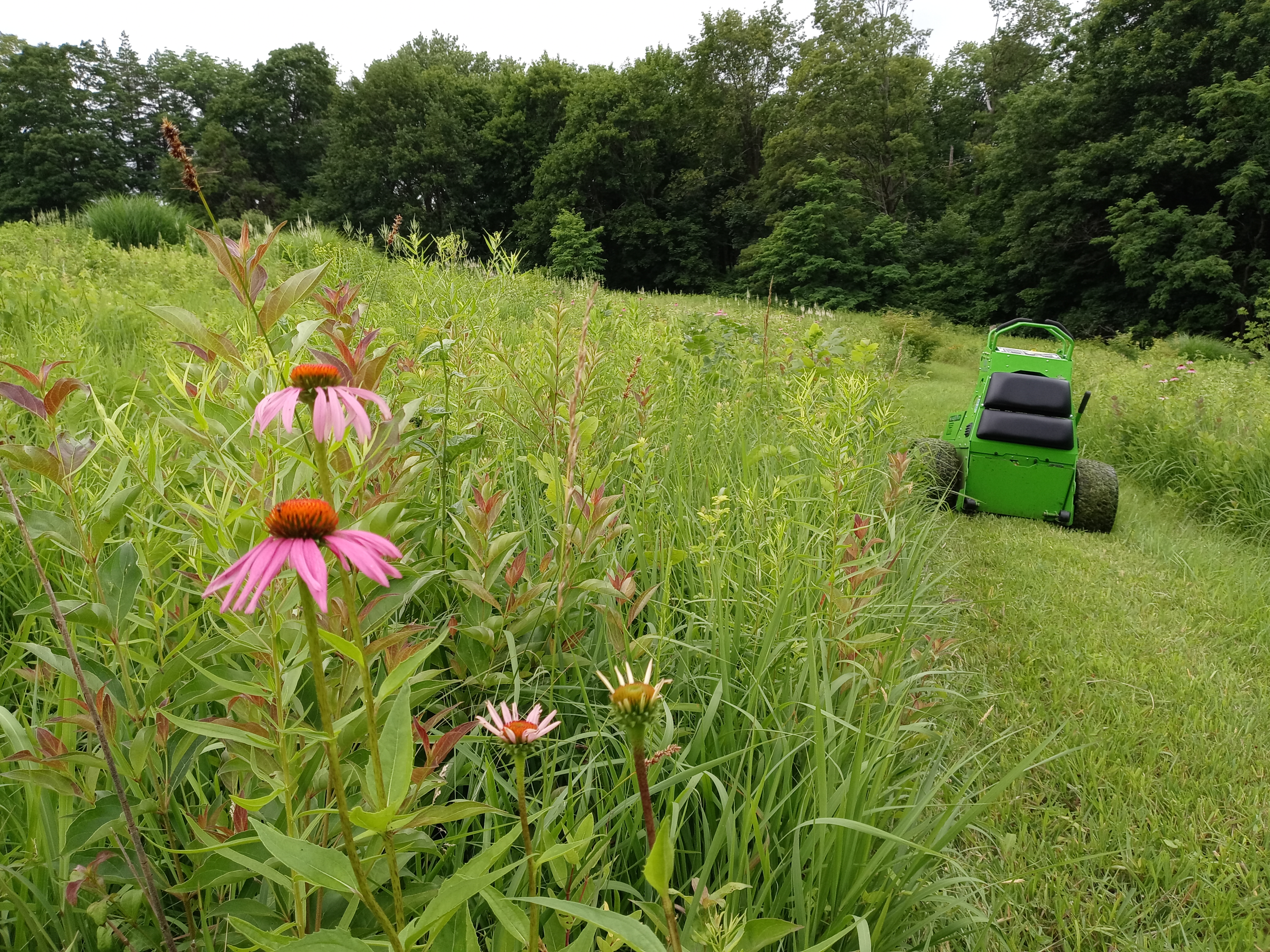 Electric mower working a native meadow with purple coneflowers in the foreground
