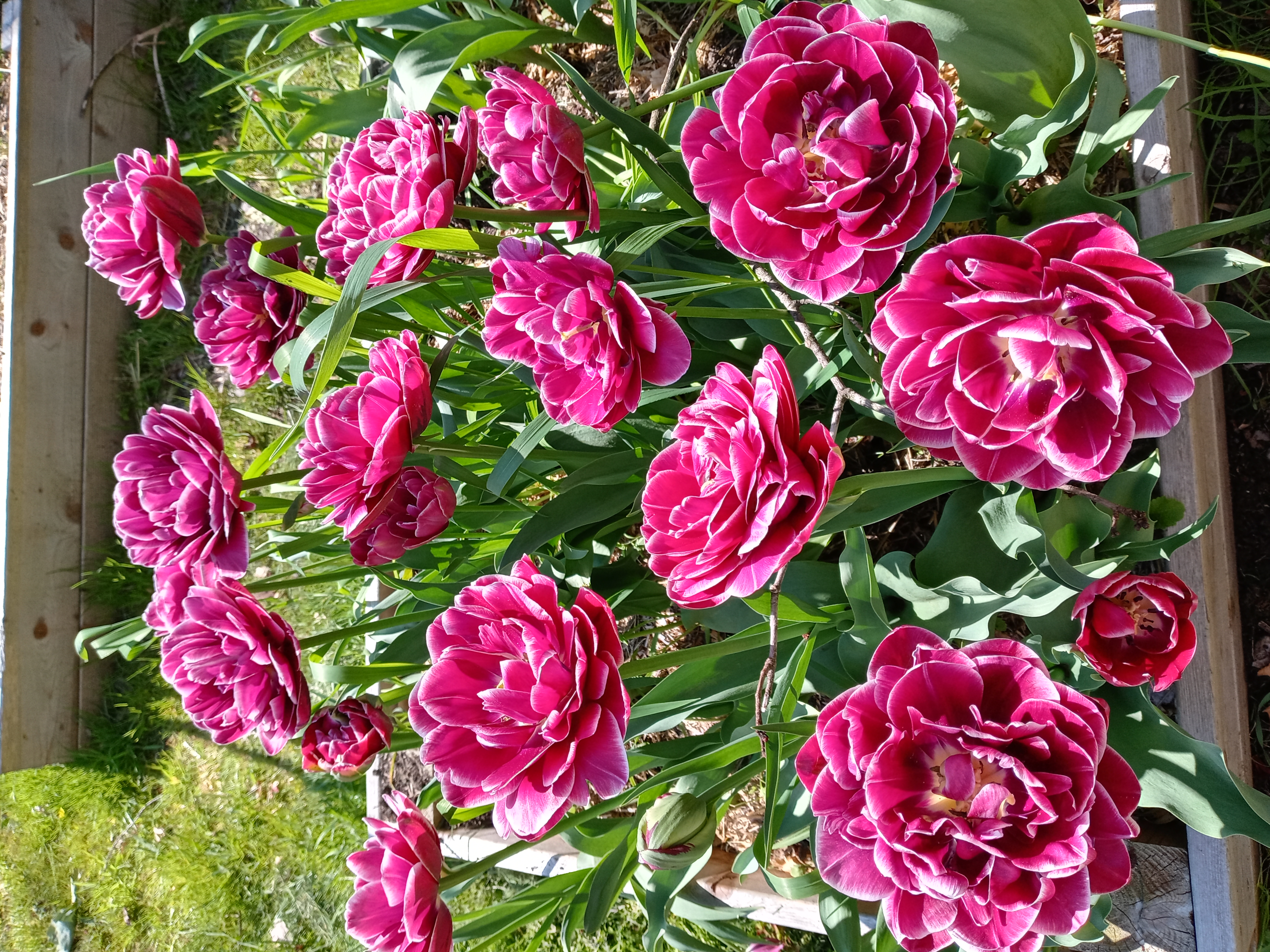 Vibrant double tulips blooming in a custom OWM raised garden bed